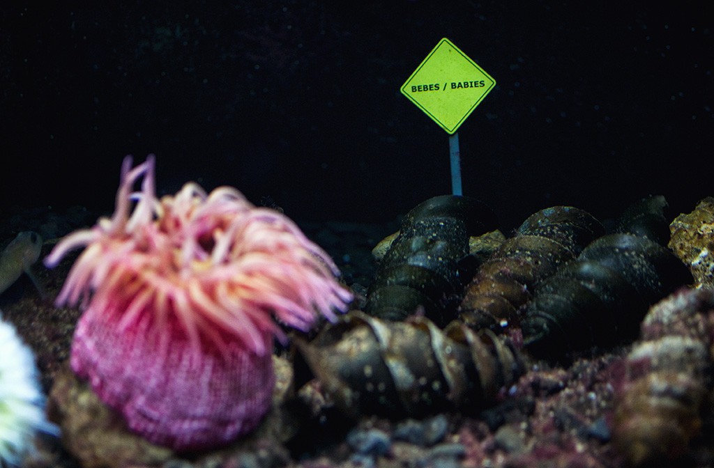 boulogne-sur-mer-nausicaa-aquarium-bebes