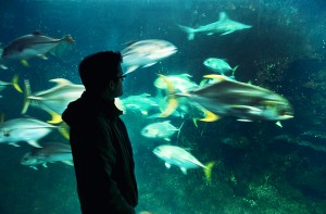 boulogne-sur-mer-nausicaa-aquarium-jerome-2