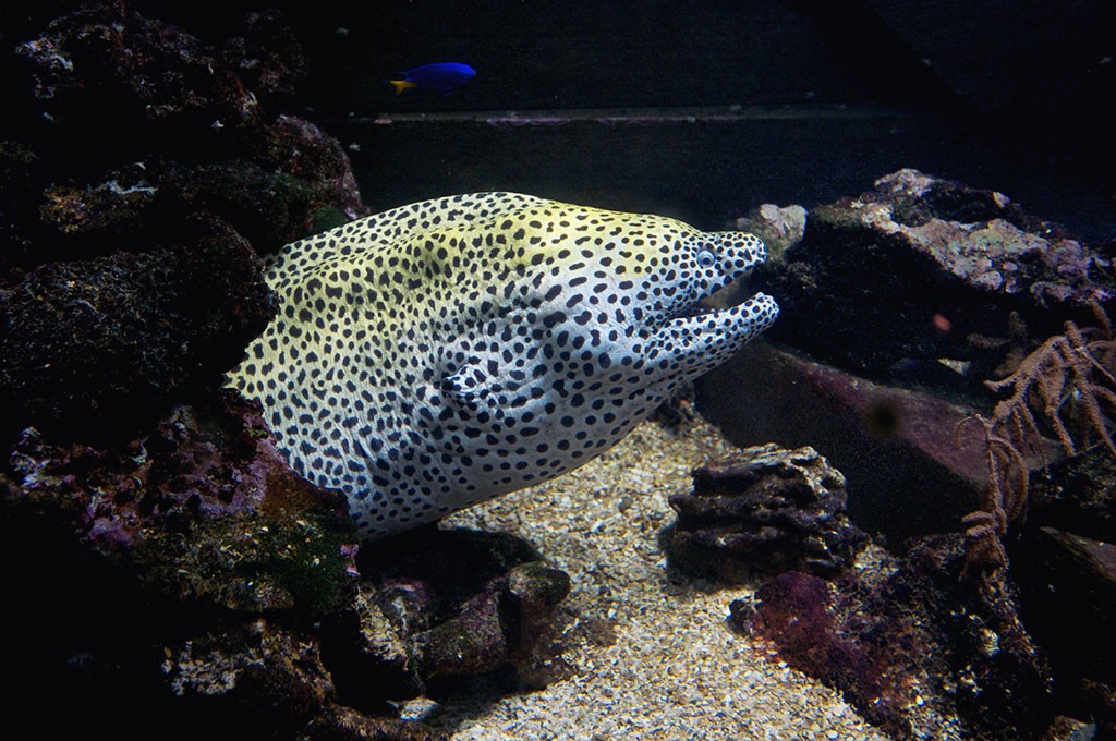 boulogne-sur-mer-nausicaa-aquarium-murene-leopard