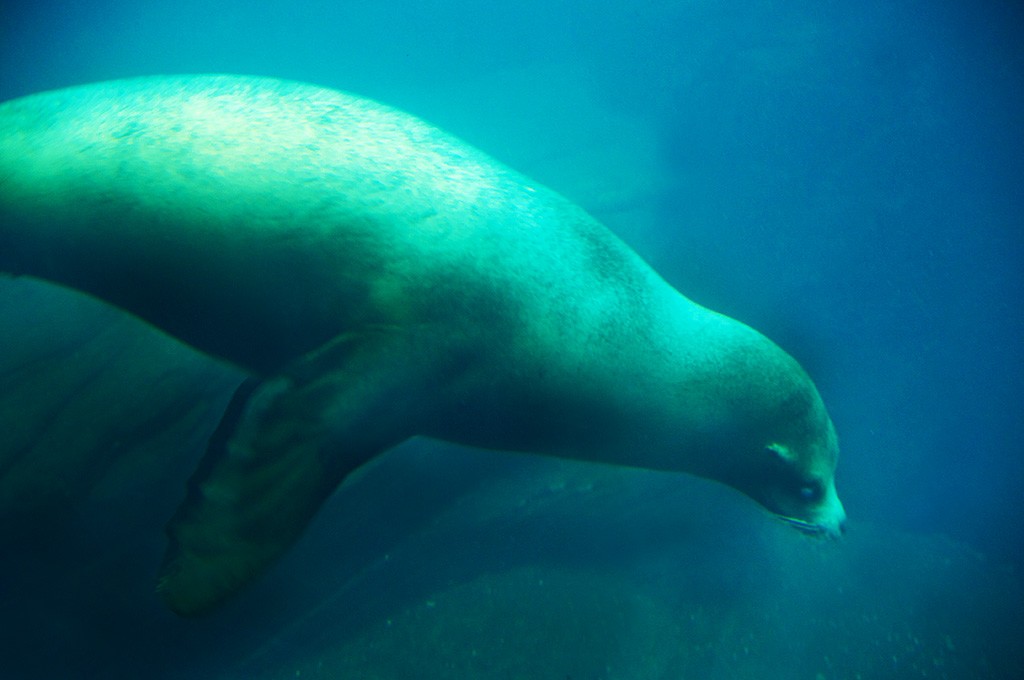 boulogne-sur-mer-nausicaa-aquarium-otarie-1