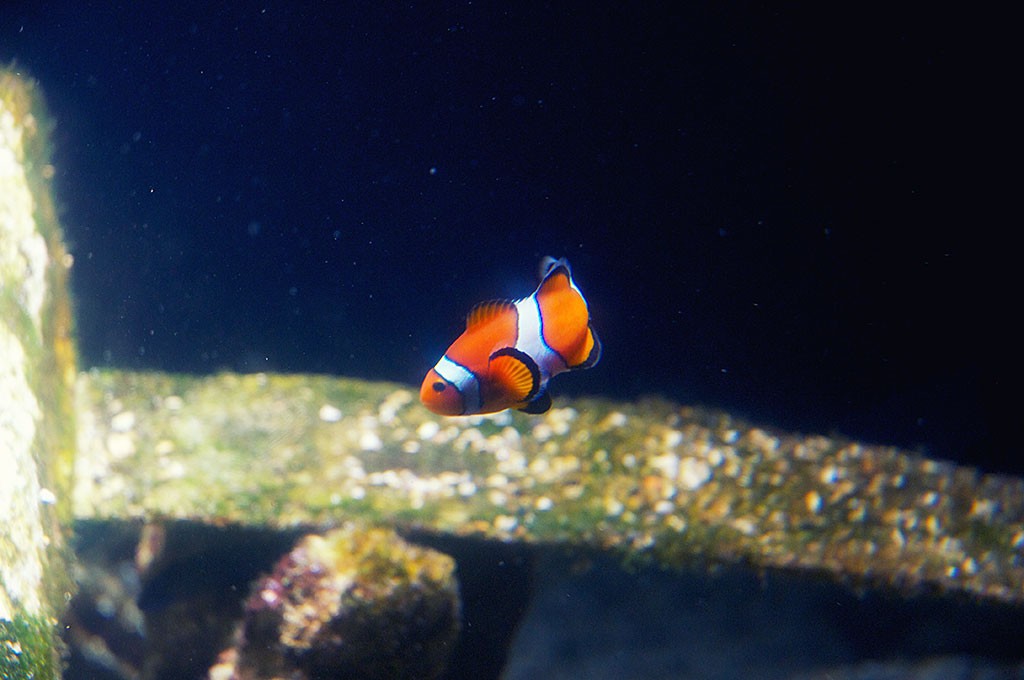 boulogne-sur-mer-nausicaa-aquarium-poisson-clown