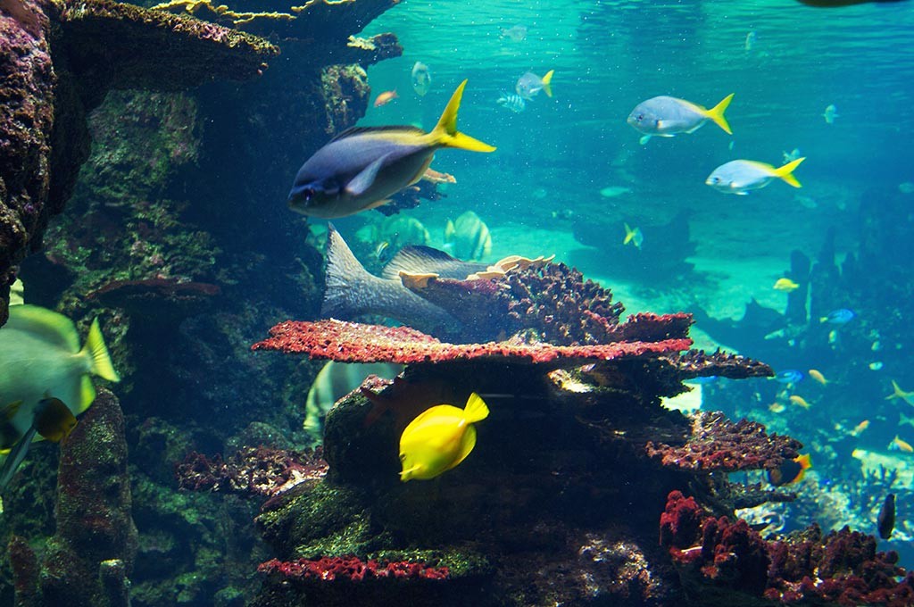 boulogne-sur-mer-nausicaa-aquarium-poissons-2