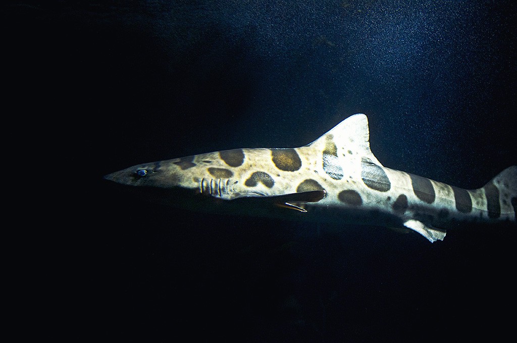 boulogne-sur-mer-nausicaa-aquarium-requin-leopard-1