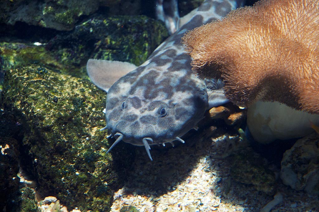 boulogne-sur-mer-nausicaa-aquarium-requin-tapis-2
