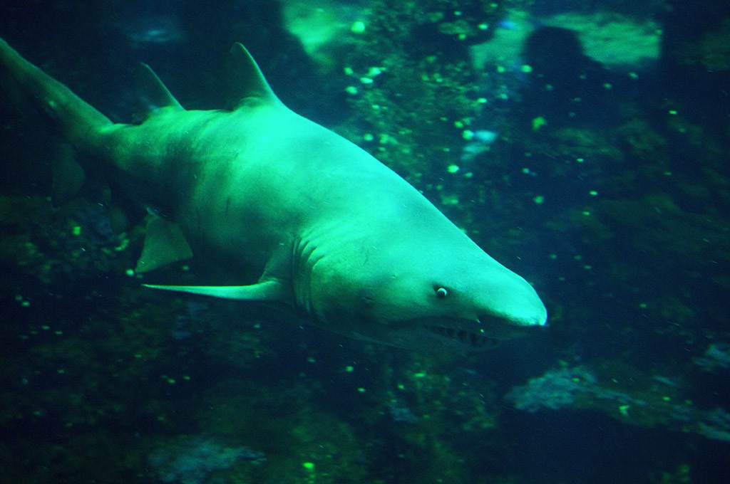 boulogne-sur-mer-nausicaa-aquarium-requin-taureau