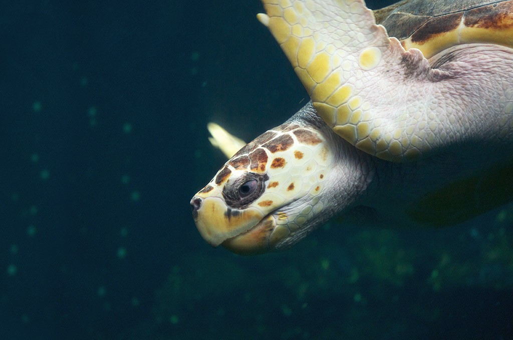 boulogne-sur-mer-nausicaa-aquarium-tortue-1