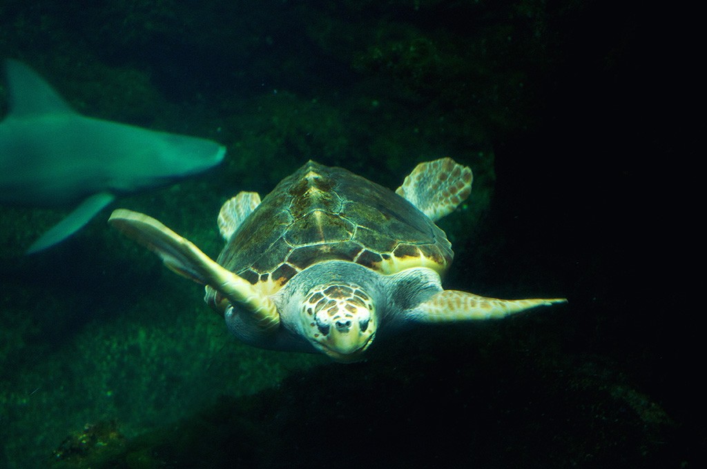 boulogne-sur-mer-nausicaa-aquarium-tortue-2