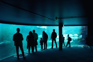 boulogne-sur-mer-nausicaa-aquarium-visiteurs