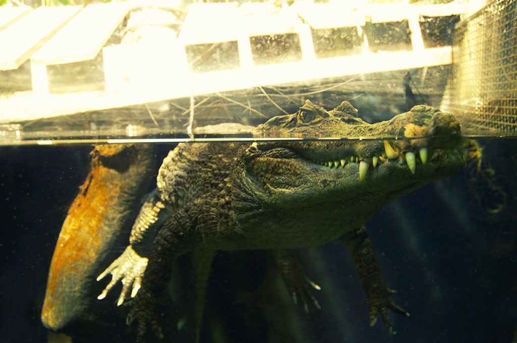 boulogne-sur-mer-nausicaa-caimans