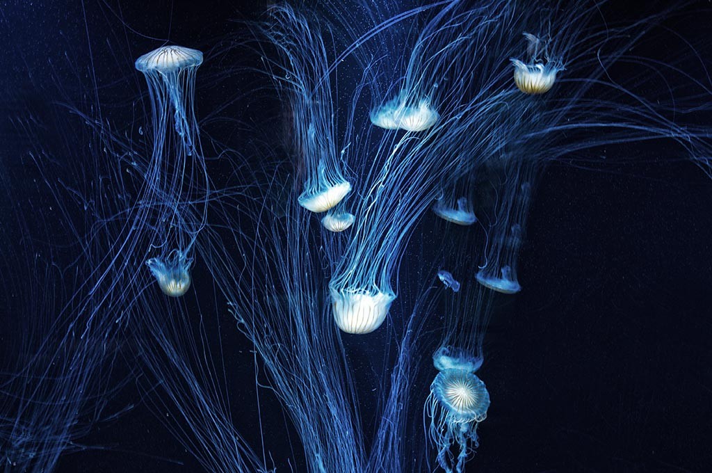 boulogne-sur-mer-nausicaa-meduses-3