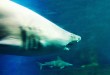 Nausicaa Boulogne-sur-Mer Requin