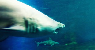 Nausicaa Boulogne-sur-Mer Requin