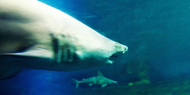 Nausicaa Boulogne-sur-Mer Requin
