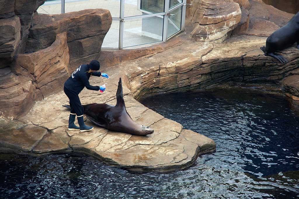 boulogne-sur-mer-nausicaa-spectacle-otaries-3