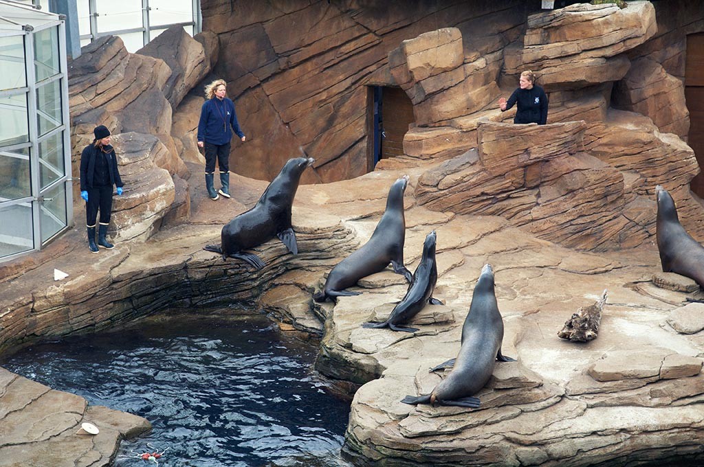 boulogne-sur-mer-nausicaa-spectacle-otaries-6