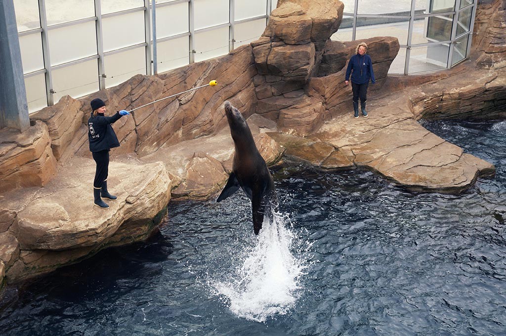 boulogne-sur-mer-nausicaa-spectacle-otaries-8