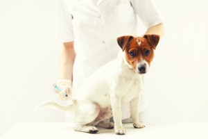 veterinaire-chien-vaccin