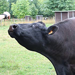 musee-plein-air-lille-vache