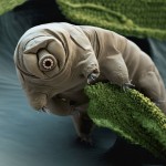 tardigrade