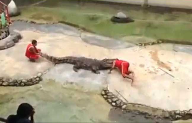 Accident ferme crocodile thailande