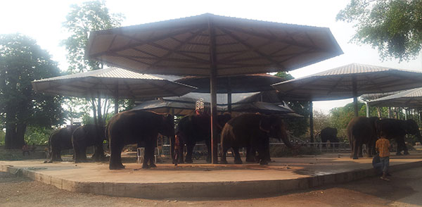 Parc d'éléphants au zoo de Pattaya