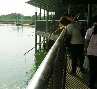 Nourrir les crocodiles à Pattaya avec des poulets