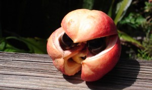 akee - ou aki - fruit de jamaique
