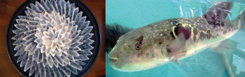 fugu poisson globe