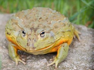 grenouille taureau