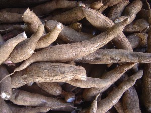 Racines de manioc
