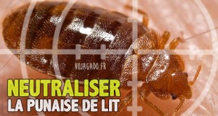 Neutraliser la punaise de lit (une)