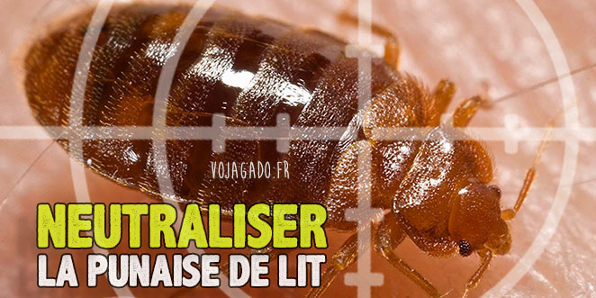 Neutraliser la punaise de lit (une)