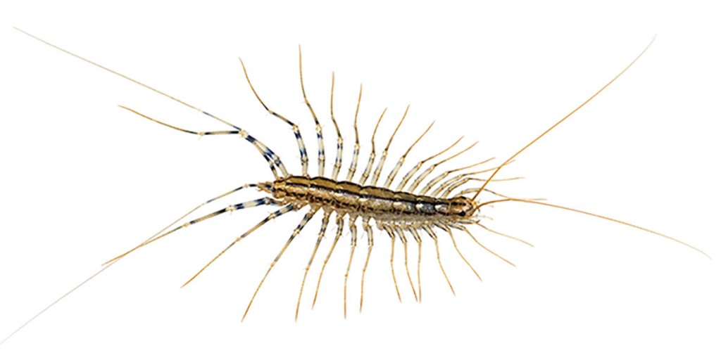 scutigère véloce (scutigera coleoptrata)