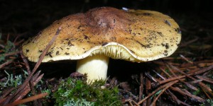 Champignon tricholome équestre (ou chevalier)