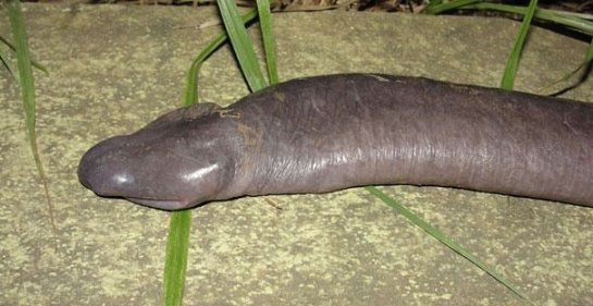 atretochoana-eiselti-amphibien