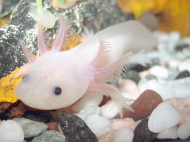 axolotl-ambystoma-mexicanum