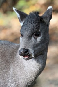 cerf-huppe-elaphodus-cephalophus