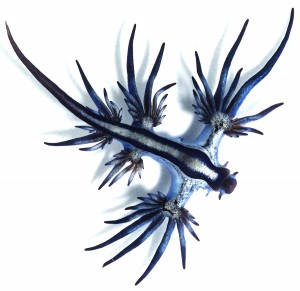 glaucus-atlanticus