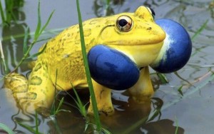 golden bullfrog-