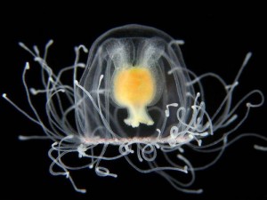 méduse immortelle (turritopsis nutricula)