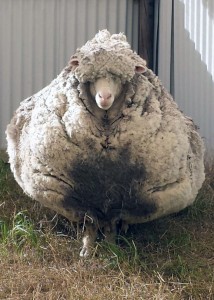 mouton-merinos-australien