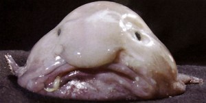 psychrolutes-marcidus-blobfish