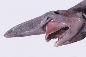 requin-lutin-gobelin-mitsukurina-owstoni