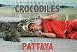 Homme qui met sa tête dans la gueule d'un crocodile, à Pattaya (une)
