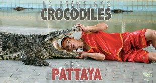 Homme qui met sa tête dans la gueule d'un crocodile, à Pattaya (une)