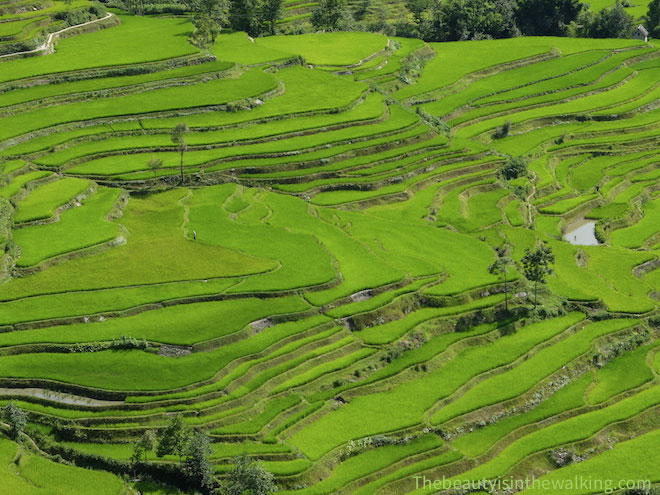 Rizières Yuanyang Yunnan